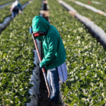 ICE despliega redadas en campos agrícolas