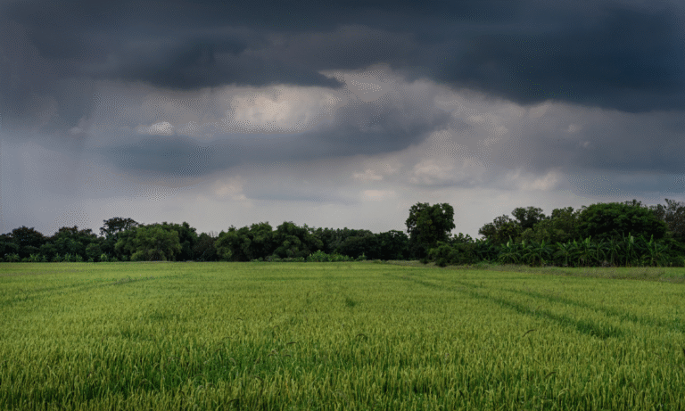 Lluvias traen esperanza al campo