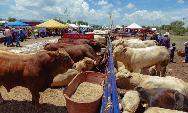 Impulso al campo – Tlaltenango recibe Expo Agropecuaria